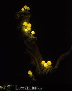 some yellow mushrooms are growing out of the bark of a tree branch at night time