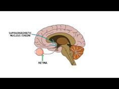 2-Minute Neuroscience: Pineal Gland - YouTube Ancient Yogi, Become A Yoga Instructor, Yoga Breathing, Brain Structure, Ancient Egypt History, Pineal Gland, True Relationship, Adrenal Glands, Yoga Help