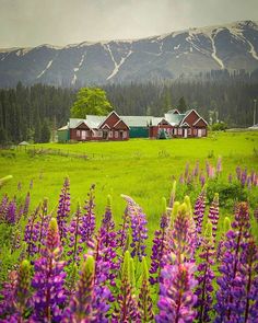 a green field with purple flowers in the foreground and mountains in the back ground