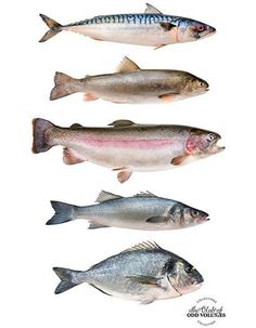 four different types of fish on a white background