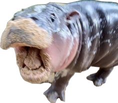 a hippopotamus with its mouth open and it's teeth wide open