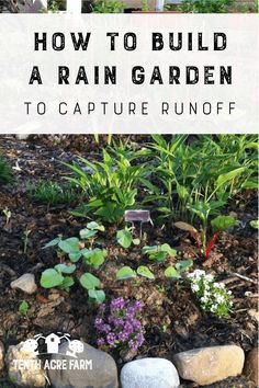 a garden with rocks and flowers in the foreground text overlay reads how to build a rain garden to capture fun