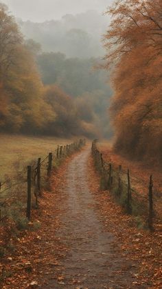 a dirt road surrounded by trees with leaves on the ground and fog in the air