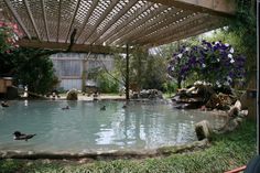 there are many ducks swimming in the water at this zoo enclosures pool, which is surrounded by trees and flowers