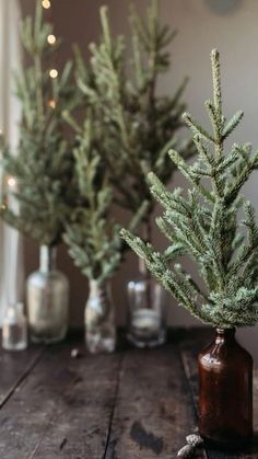 three small christmas trees in glass vases on a wooden table