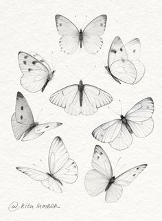 six butterflies are shown in black and white