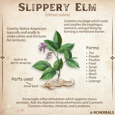 Slippery elm is versatile with so many great benefits. Have you used it before? You will find Slippery Elm in our new Belly Be Happy Formula. Click here to learn more.   #SlipperyElm #Herbs #Herbal #GutHealth #RespiratoryHealth #Mucus #Prebiotic #SkinHealth  #Health #Wellbeing #Natural #Nature Slippery Elm Bark Benefits, Slippery Elm Benefits, Herbal Medicine Recipes, Elm Tree, Magic Herbs