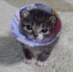 a small kitten with a cone around its neck