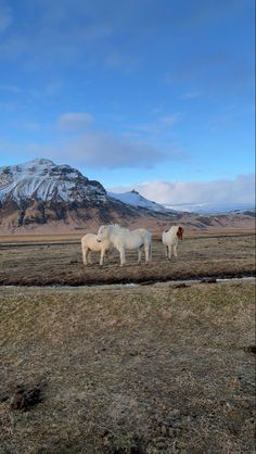 two horses are standing in an open field with mountains in the background and snow on the top of the mountain