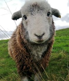 a sheep standing on top of a lush green field