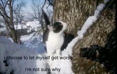 a black and white cat standing on the side of a snow covered tree in winter