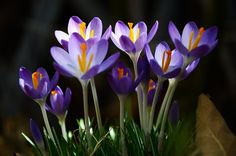 some purple flowers are growing in the grass