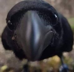 a large black bird with a long beak