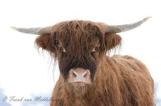 a brown cow with long horns standing in the snow