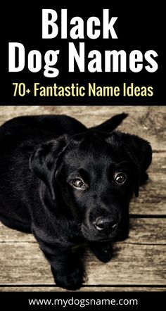 a black dog sitting on top of a wooden floor with the words black dog names