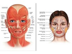 the muscles and their corresponding structures are labeled in this diagram, which shows the location of each part of the face