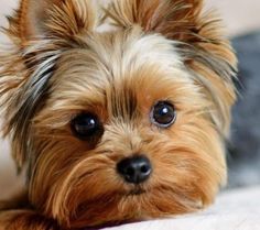 a small brown dog laying on top of a bed