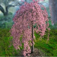 a tree with pink flowers is in the grass