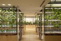 an indoor garden with many plants growing in glass cases on the walls and flooring