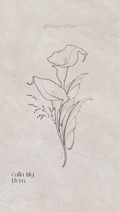 a black and white drawing of a flower on a beige background with the words calla lily written in cursive writing