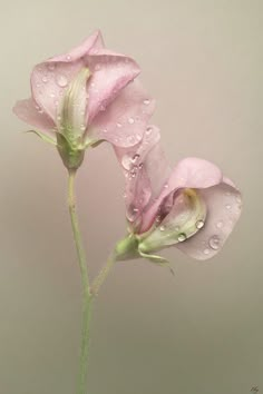 two pink flowers with water droplets on them are shown in this artistic photo, against a gray background