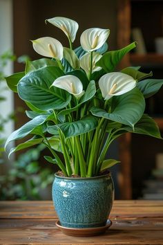 a potted plant sitting on top of a wooden table