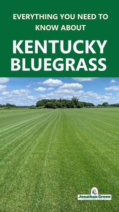 kentucky blue grass field with the words everything you need to know about kentucky blue grass