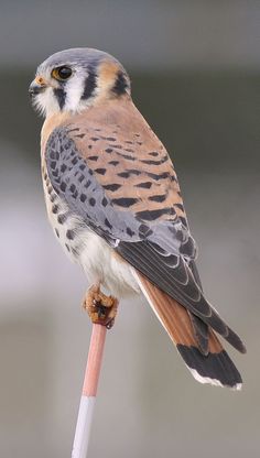 a bird sitting on top of a wooden stick