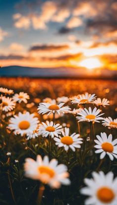 Daisy Pictures Flower, Spring Themed Wallpaper, Flower Asthetics Photos, Wildflowers Aesthetic, Flower Child Aesthetic, Beautiful Scenery Wallpaper, Pretty Skys, Oxeye Daisy, Field Of Wildflowers