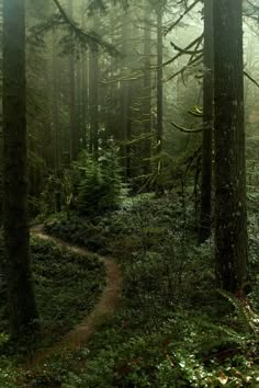 a path in the middle of a forest surrounded by tall trees