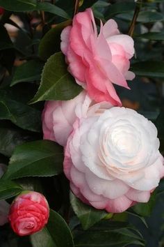 two pink and white flowers on a bush