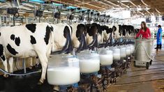 dairy cows are lined up in their stalls