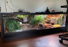 a fish tank with plants and other things in it sitting on a hard wood floor