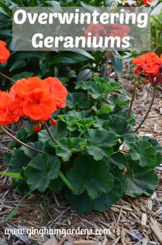 red flowers with green leaves and the words overwintering geraniums