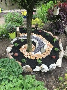 a tree in the middle of a garden with rocks and plants around it's base