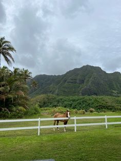 hawaii, horses, mountain, beautiful, views, vacation, photography Horses In Hawaii, Hawaii Countryside, Hawaii Ranch, Hawaii Farm, Uh Manoa, Tropical Farm, Hawaii Lifestyle, Kailua Hawaii, Life In Hawaii