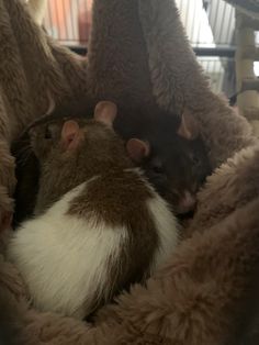 two rats cuddle together in a bed made out of fluffy blankets and furs