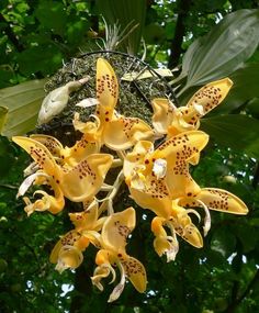 yellow flowers are hanging from a tree in the forest, with green leaves behind them