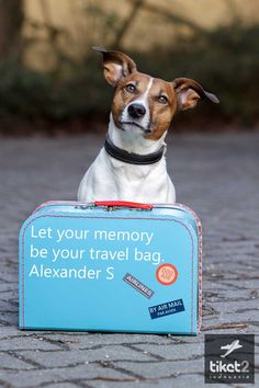 a dog sitting on top of a blue suitcase