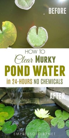 how to clear murky pond water in 24 hours no chemicals