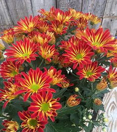 a potted plant with red and yellow flowers in front of a wooden fenced area