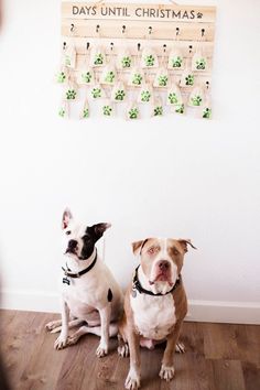 two dogs sitting next to each other in front of a wall with calendars on it