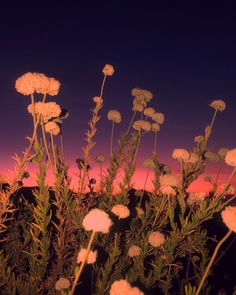 the sun is setting behind some tall white dandelions in front of a purple and blue sky