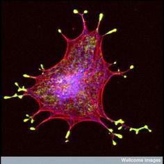 an image of a cell that looks like it is in the middle of some sort of structure