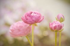 three pink flowers are in the foreground with blurry background