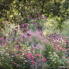 a garden filled with lots of purple and white flowers