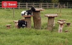 two black and white goats standing on top of wooden stumps in a grassy field