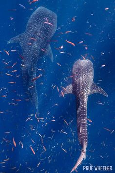 two large whale swimming in the ocean with small fish around them and their tails sticking out