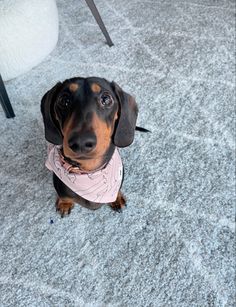 a small black and brown dog wearing a pink bandana sitting on the floor next to a chair