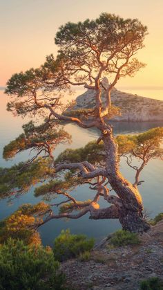 a tree that is sitting in the grass near water and mountains with sun shining on it